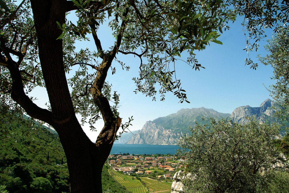 Olio extravergine d'oliva del Garda DOP gentilezza e carattere dalle rive del lago