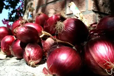 Tropea and its IGP red onion