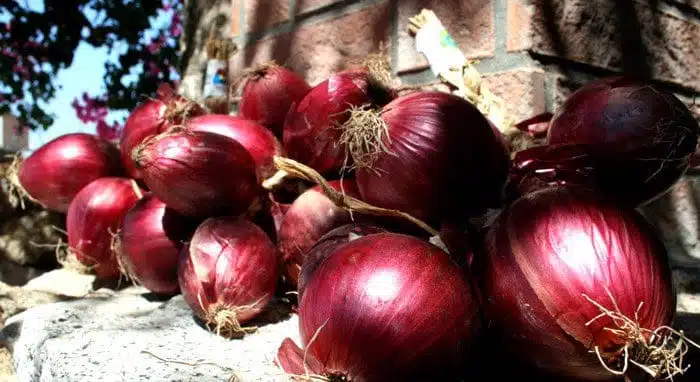 Tropea and its IGP red onion