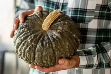Zucca marina di Chioggia - Ph. marco.malatesta - instagram