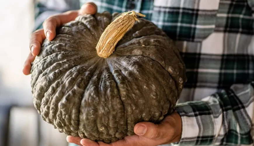 The Zucca Marina di Chioggia: taste and tradition in the heart of the Venetian Lagoon