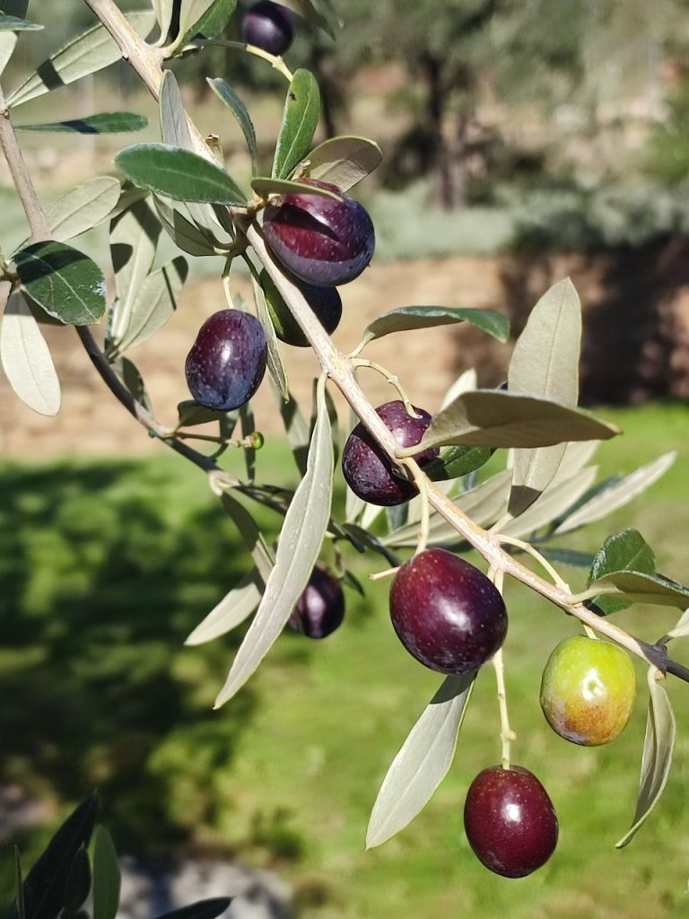 Farmhouse Cafaggio Primo