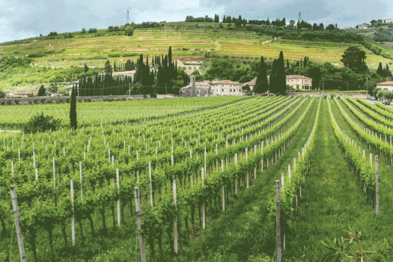 3131-Valpolicella