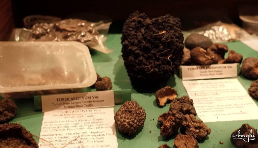 Alla Ricerca del Tartufo Perfetto con Tartufi Bianconi