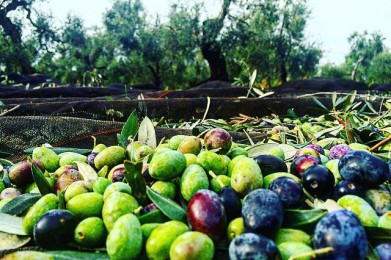 Azienda Agricola Depalo