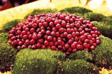 Ciliegie-Garbagna