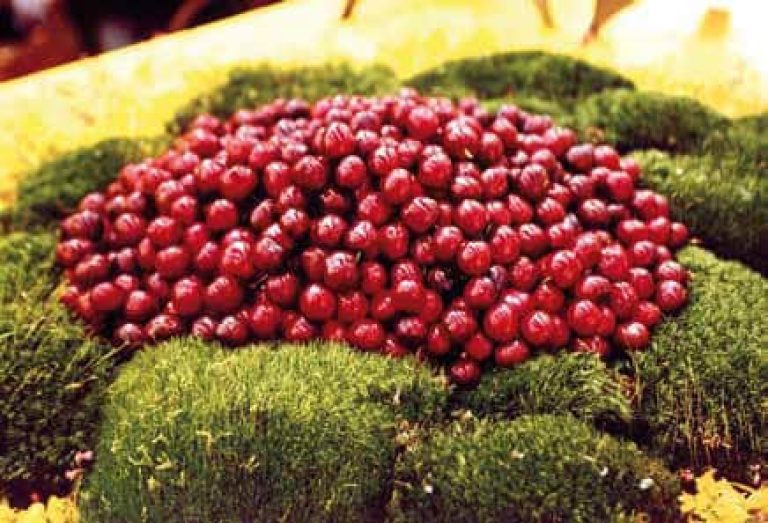 Ciliegie-Garbagna