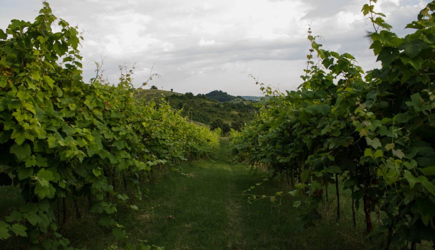 Tenuta La Viola