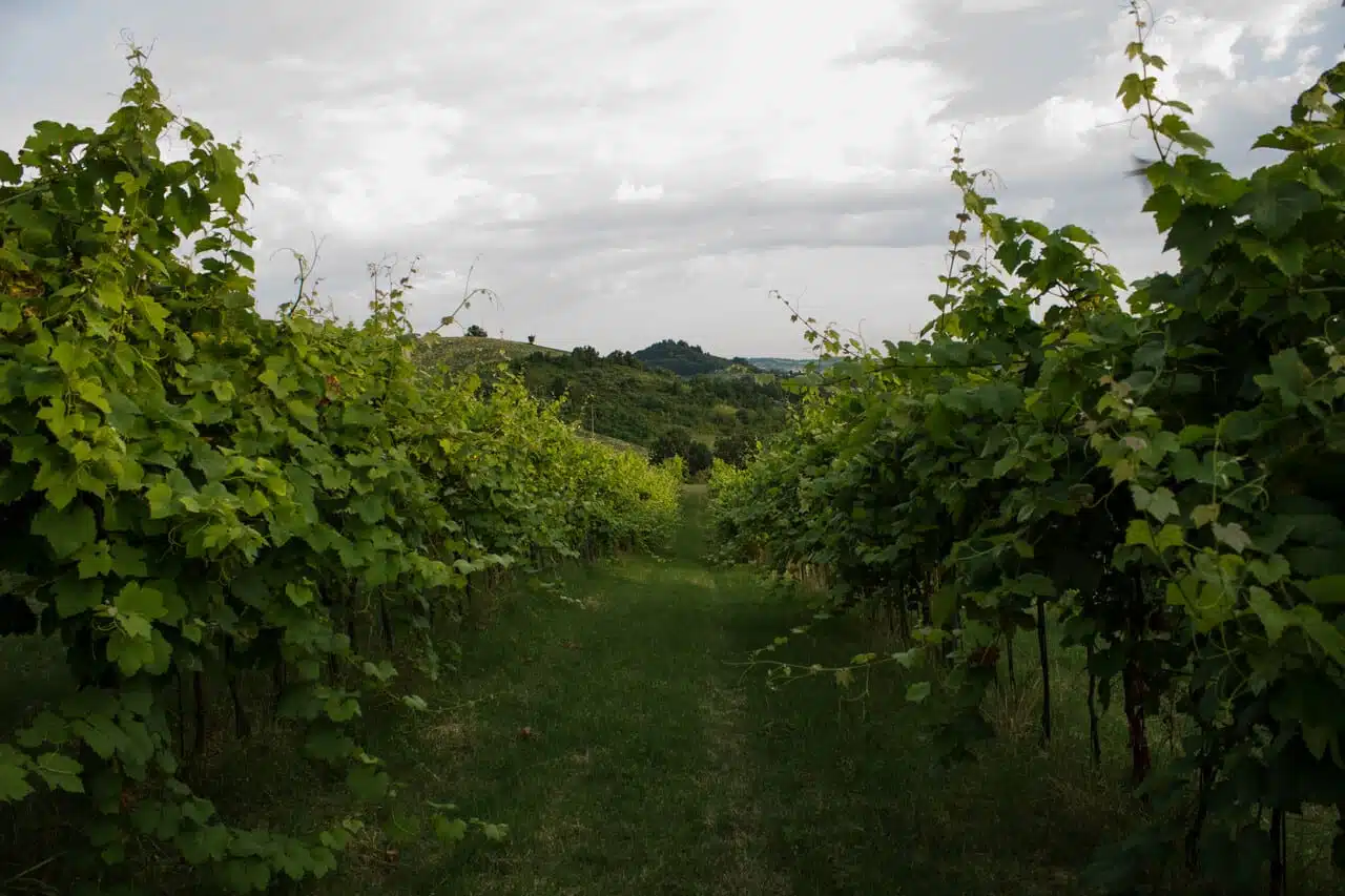 Tenuta La Viola