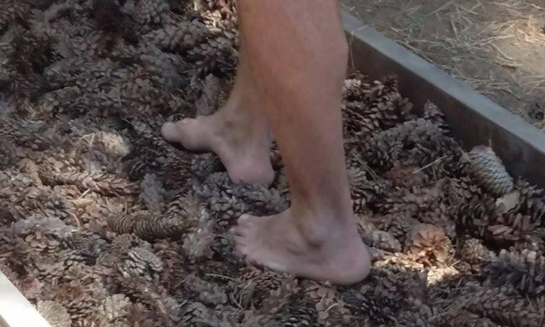 Five Senses Barefoot Park: A Dive into Nature