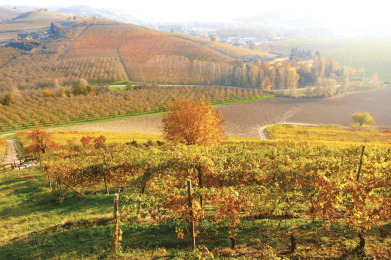 Langhe: gita ai borghi dell'albese