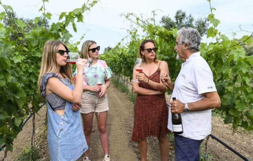 Unforgettable experience: Discover the world of agriculture and wine at Ceraudo Farm in Strongoli