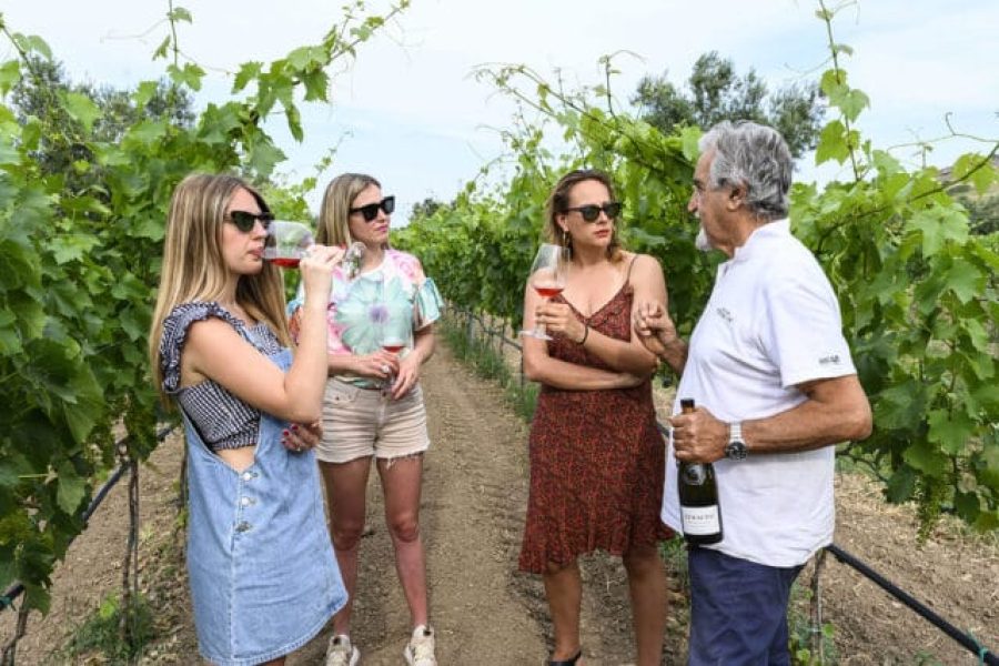 Unforgettable experience: Discover the world of agriculture and wine at Ceraudo Farm in Strongoli