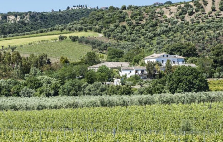 Unforgettable experience: Discover the world of agriculture and wine at Ceraudo Farm in Strongoli