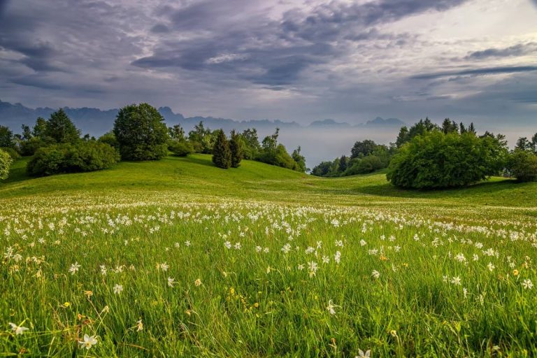 Fioritura dei narcisi in Valbelluna | Stefano Bobini