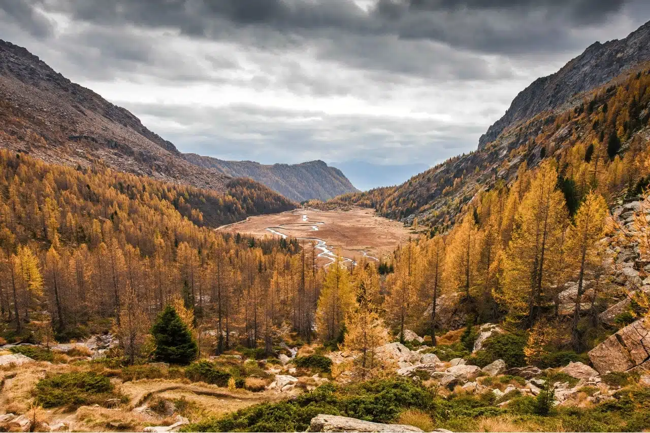 Foliage in Valtellina
