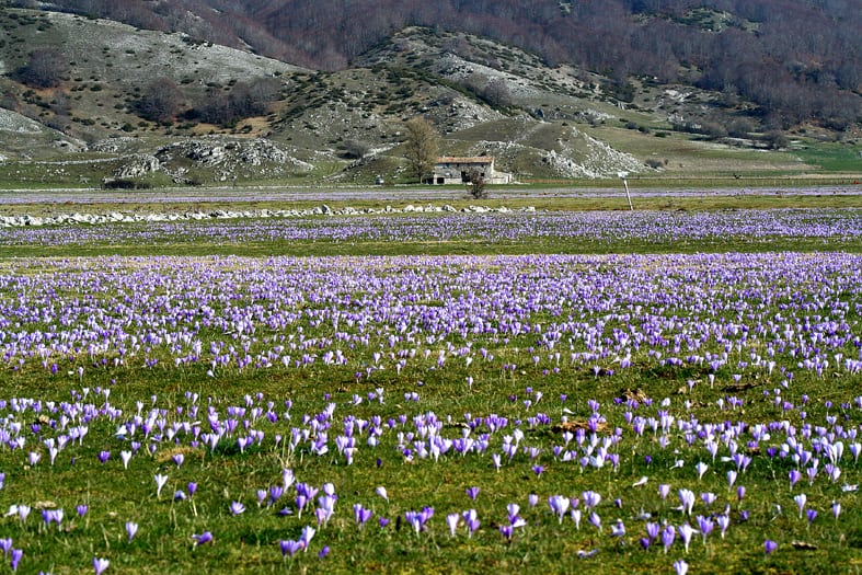 The Cicolano plateaus, an itinerary among pastoral landscapes, lakes and beech woods