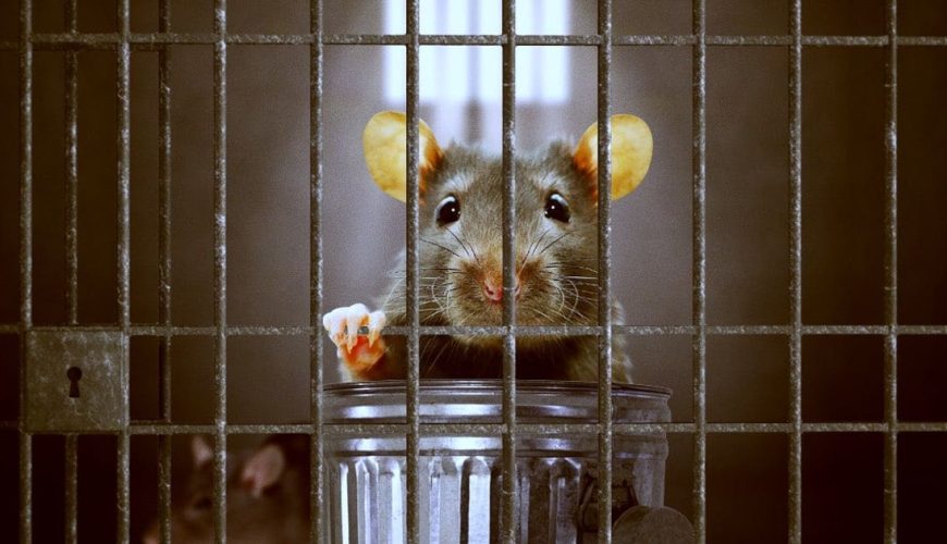Glurns, the legend of the village that tried mice