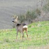 I Monti Sibillini 1