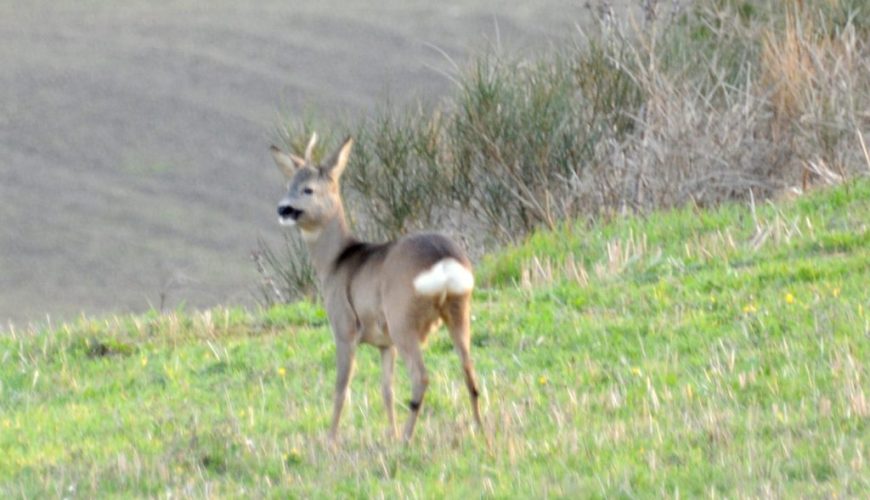 The Sibillini Mountains, an enchanted place in the Marche among magical caves, fairies and unicorns