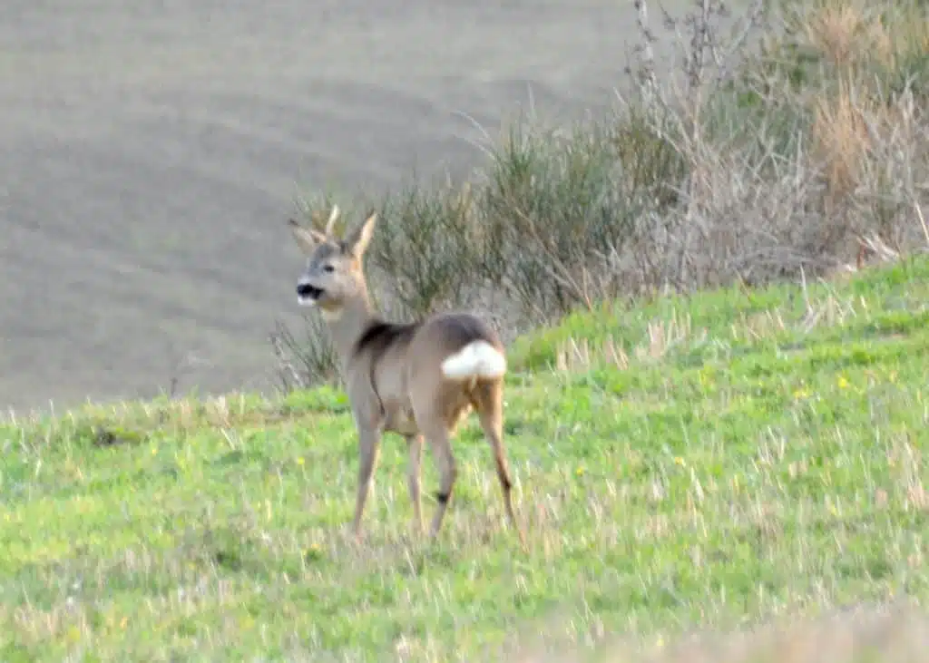 I Monti Sibillini 1
