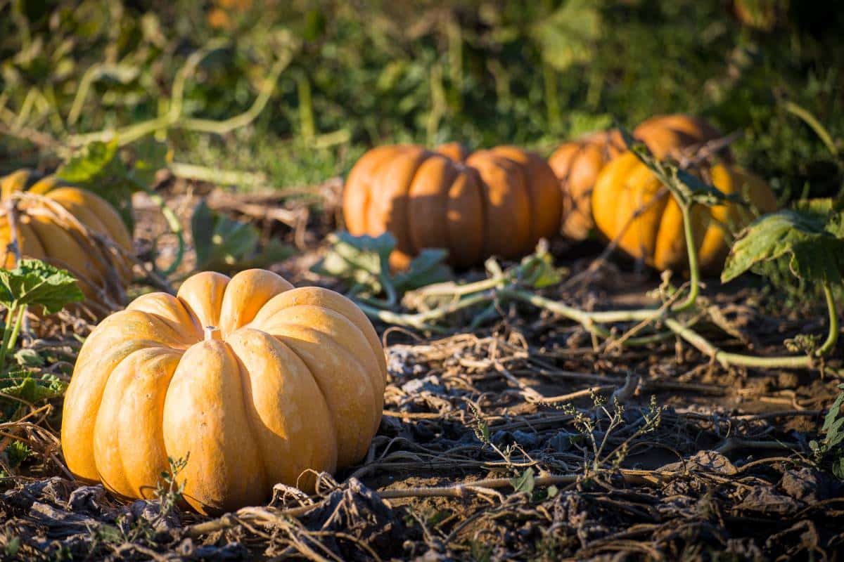 L’autunno a tavola nei borghi italiani