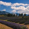 Una passeggiata tra i borghi al profumo di lavanda 1