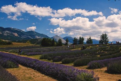A walk through the villages with the scent of lavender