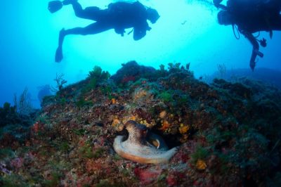 Leggende di Mare: Dalle creature mitologiche alle storie di marinai