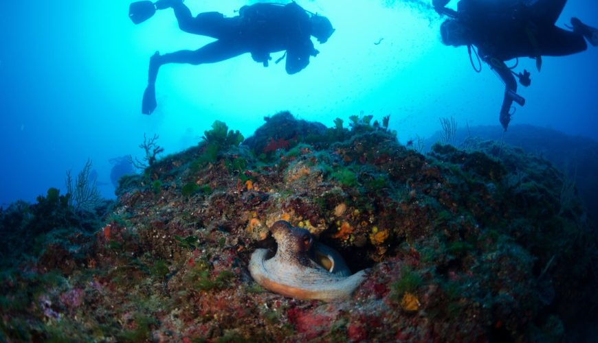 Sea Legends: From mythological creatures to sailor stories