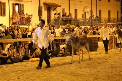 Palio del Ciuccio