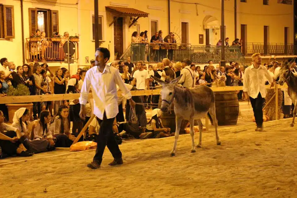 Palio del Ciuccio
