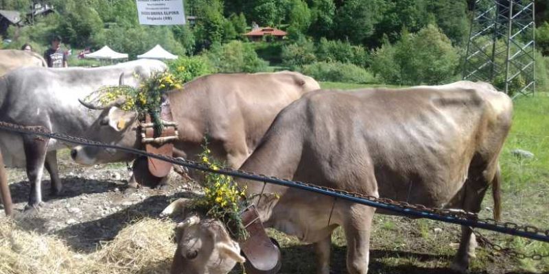 Fiera delle Pietre Gemelle 9 Fiera delle Pietre Gemelle