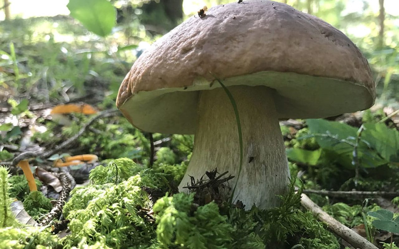 Festa dei funghi a Forni di Sopra
