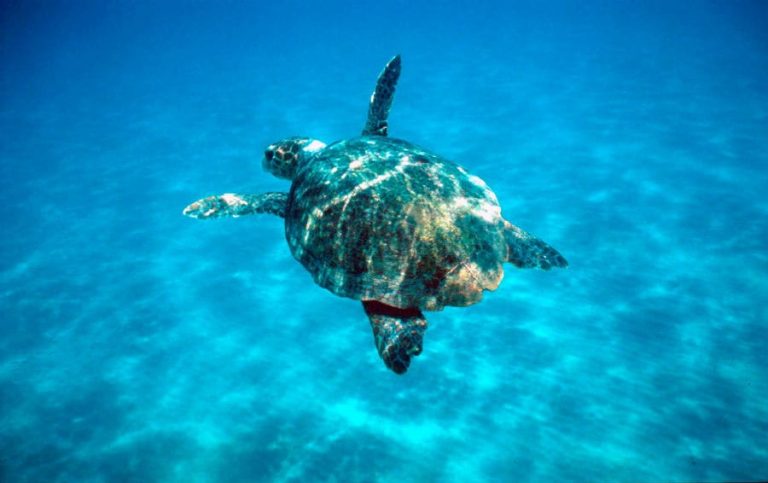 Aquarium CEAM