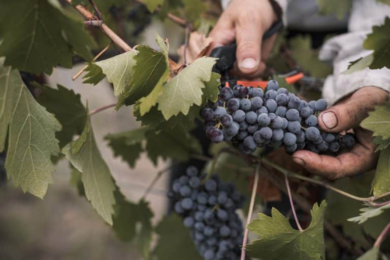 Azienda Vitivinicola Gianni Doglia
