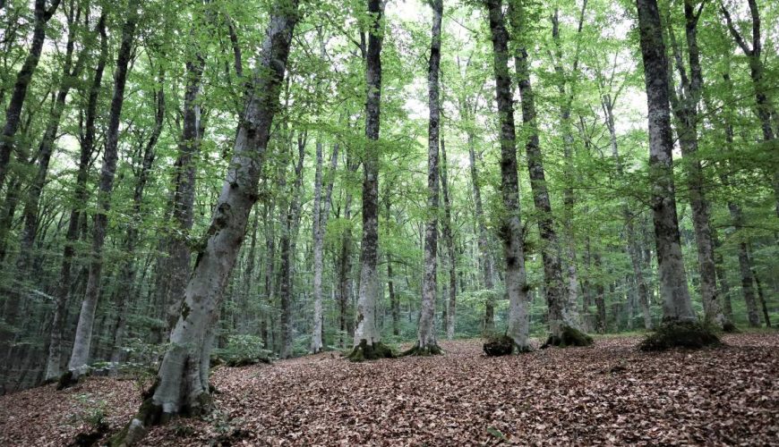 Bosco Costara e Faggio San Michele