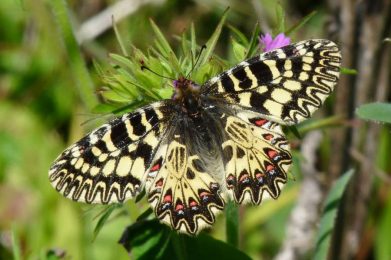 Collodi-Butterfly-House