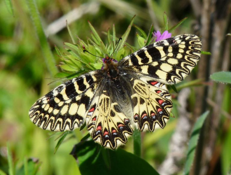 Collodi Butterfly House