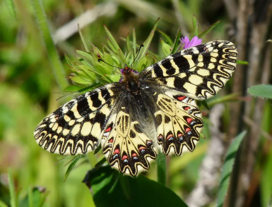 Collodi Butterfly House