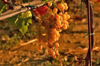 Museo della Vite e del Vino