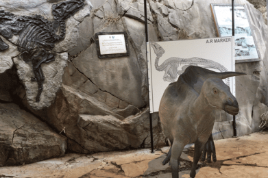 Il-Dinosauro-Antonio-Duino-1