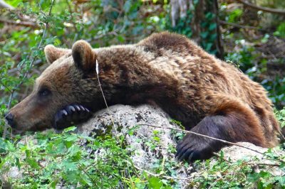 MOM – Museo dell’Orso Marsicano & Area Faunistica