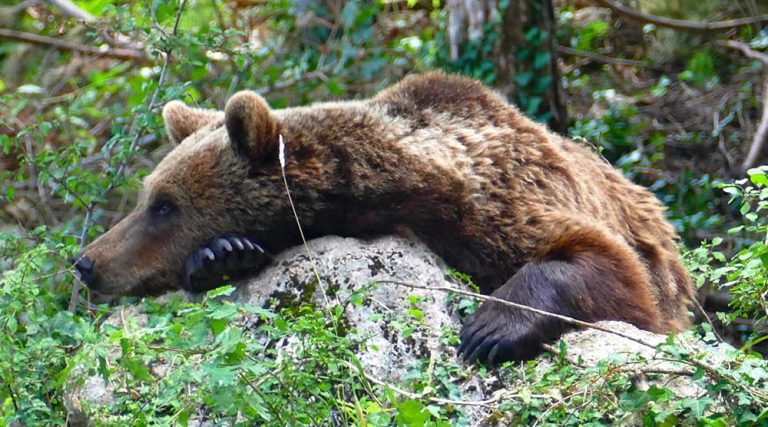 MOM - Museo dell'Orso Marsicano & Area Faunistica