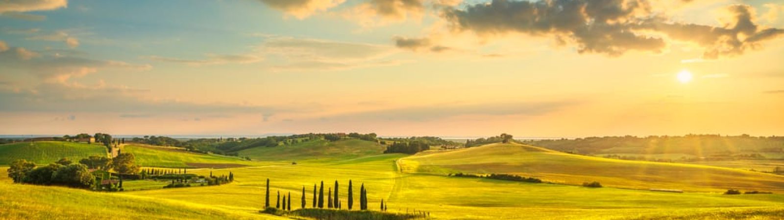 un campo verde con alberi e una strada