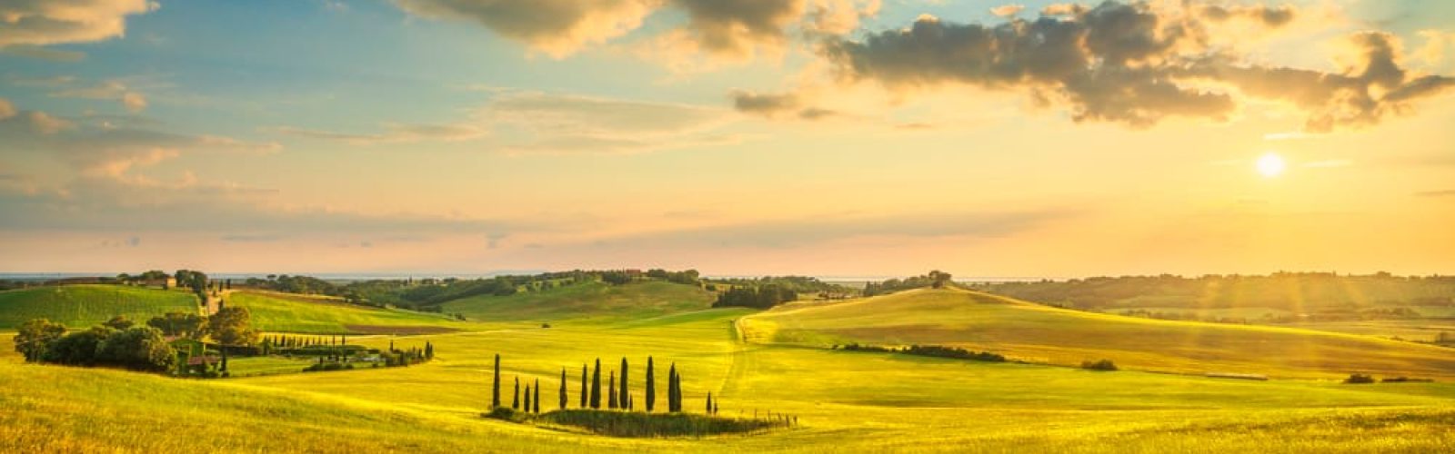 un campo verde con alberi e una strada