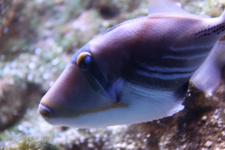 Aquarium Mondo Marino