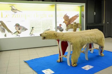 Museo-Civico-Ornitologico-Luigi-Scanagatta