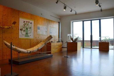 Museo-Geopaleontologico