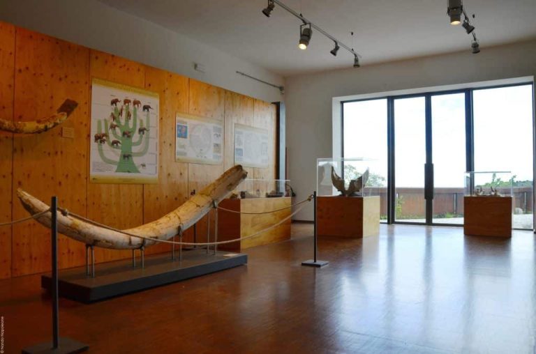 Museo Geopaleontologico